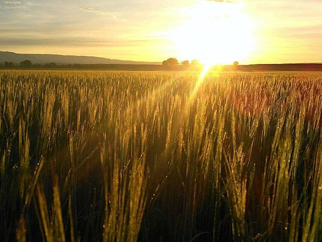 Malt Barley Production