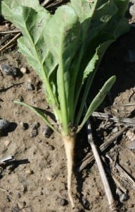 Baby sugar beet