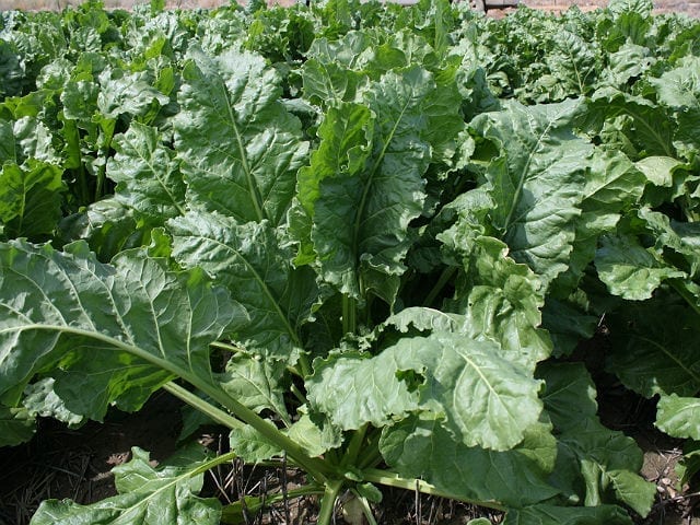 Sugar Beet Production