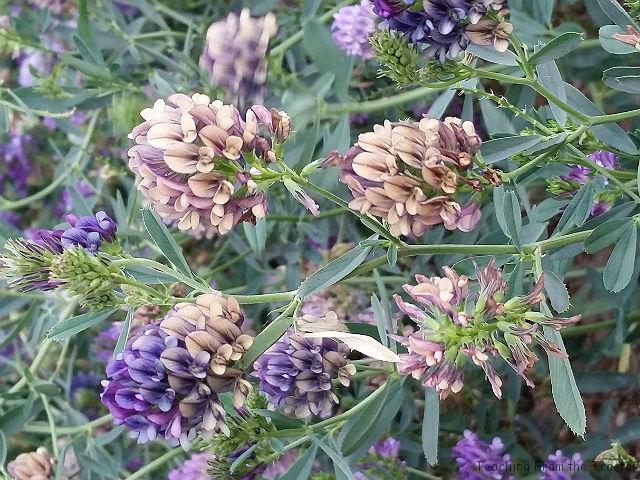 Alfalfa Seed Production- Spring Seeded