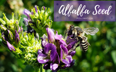 Alfalfa Seed Pollination