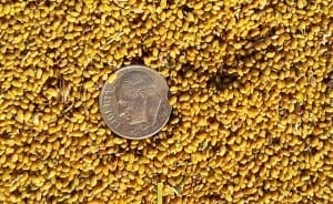 Alfalfa seed 