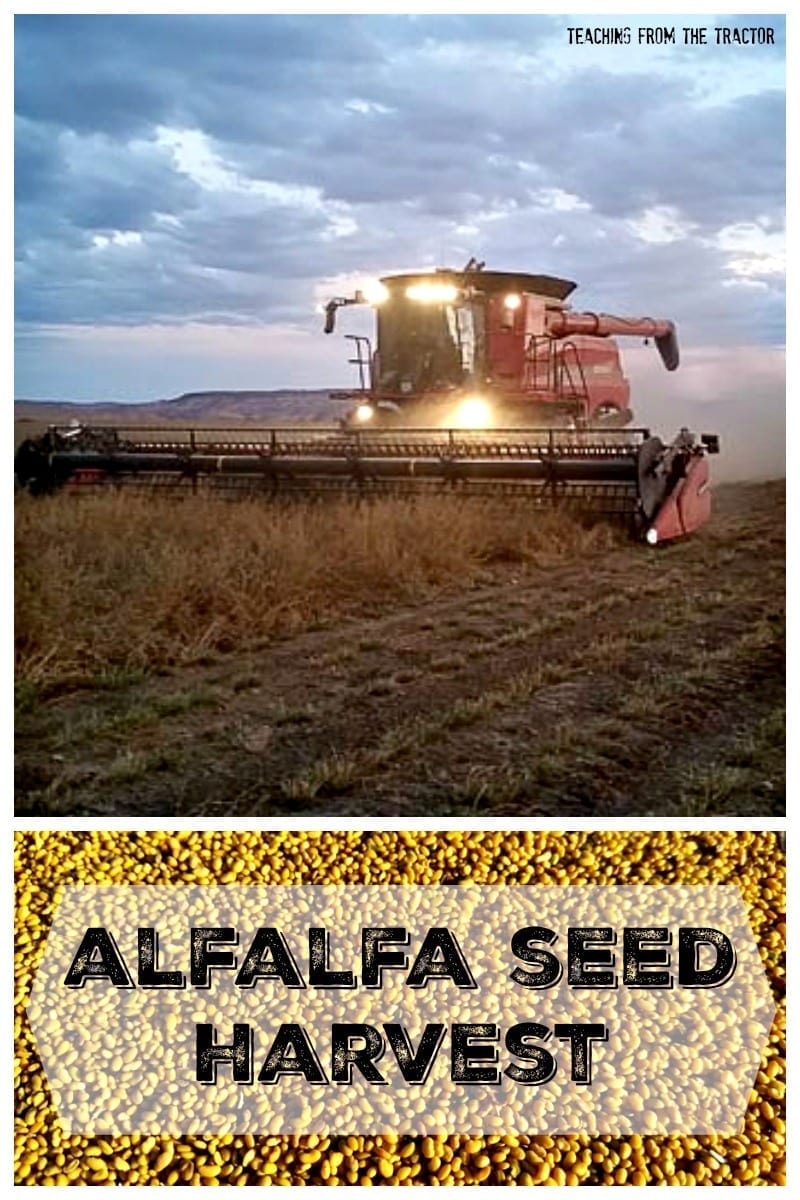 Alfalfa Seed Harvest