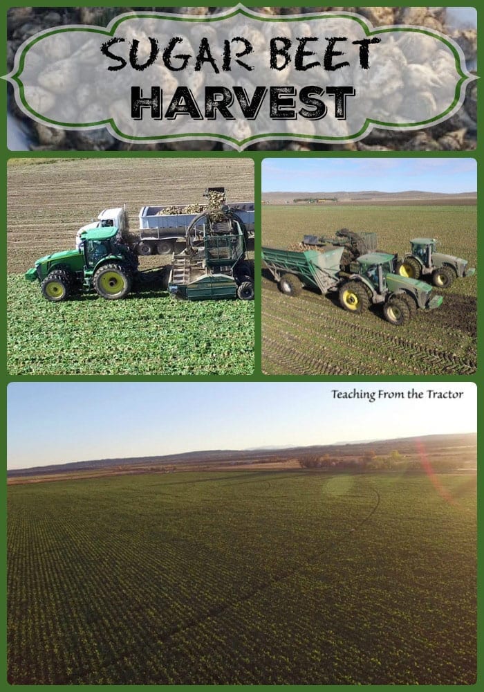 Sugar Beet Harvest