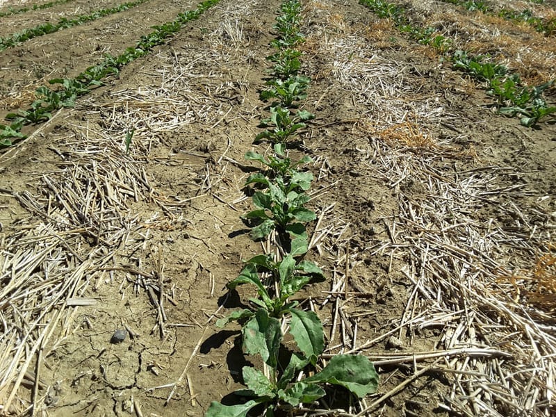 plant-15