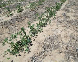 plant-3