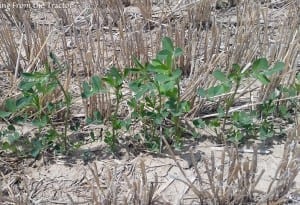 plant-5