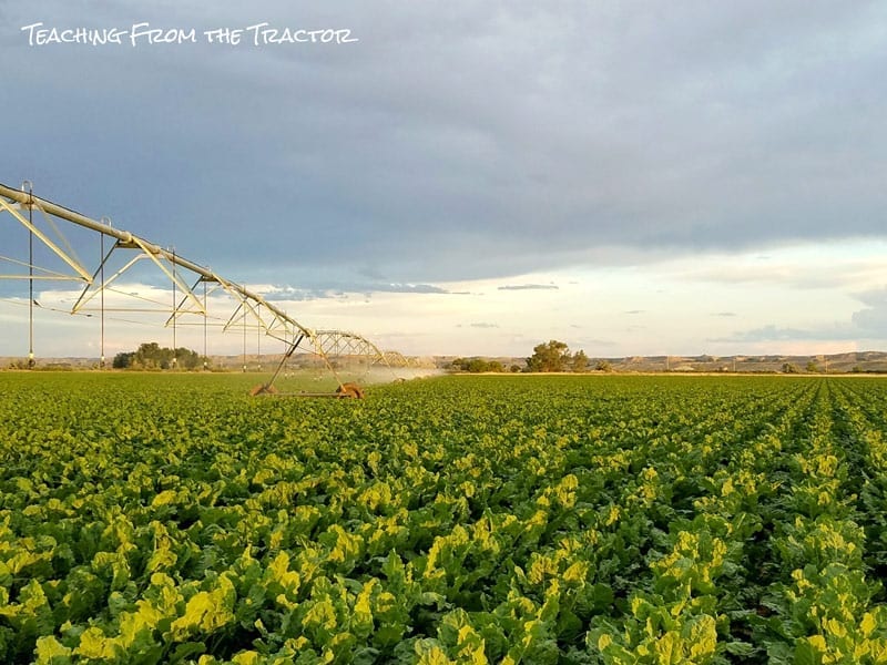 Sugar Beets