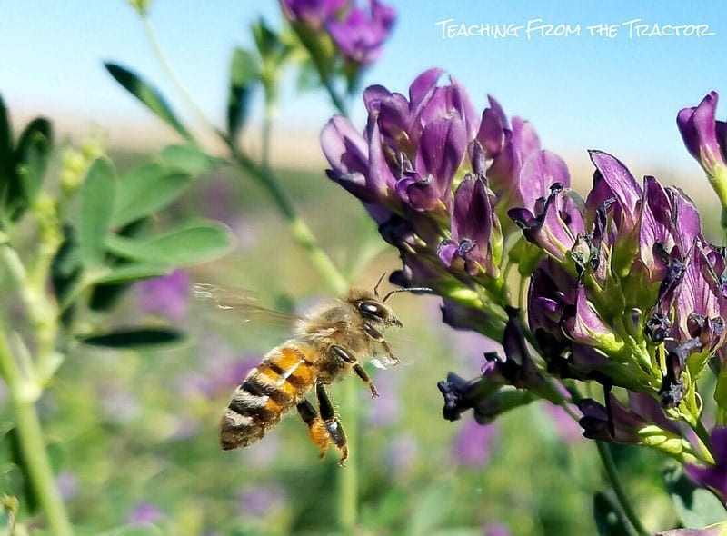 Honey bee 2016 crop update