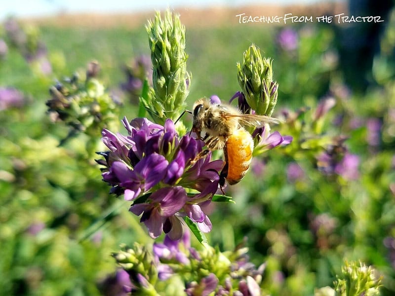 Honey bee