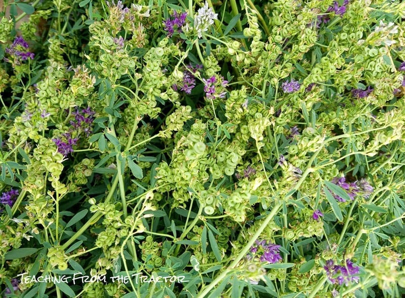 Alfalfa Seed