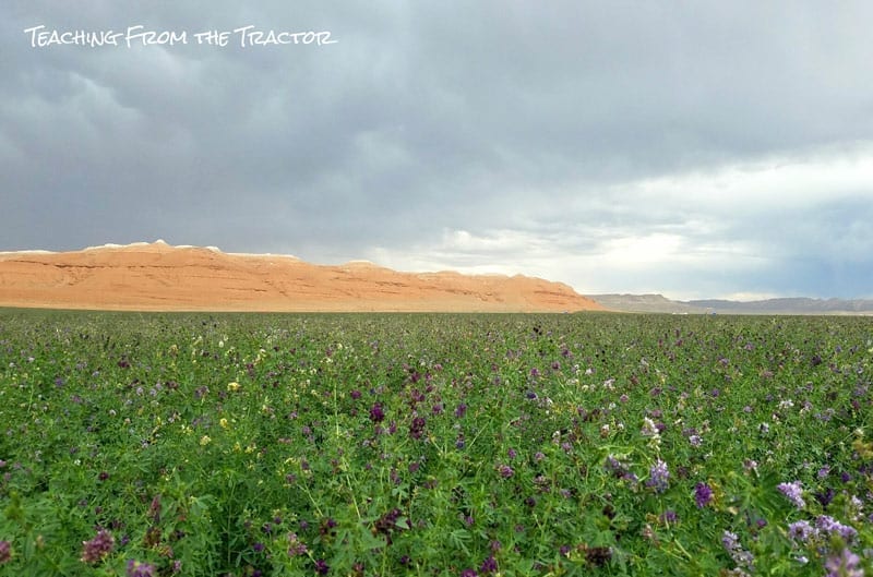 Spring seeded alfalfa seed- 2016 crop update