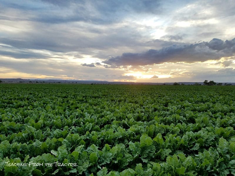 Sugar Beets