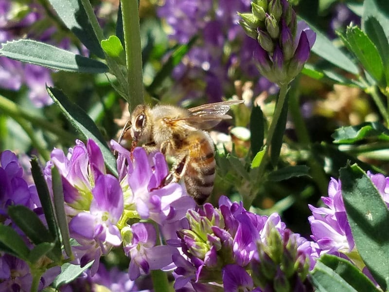 Honey bee 2016 crop update