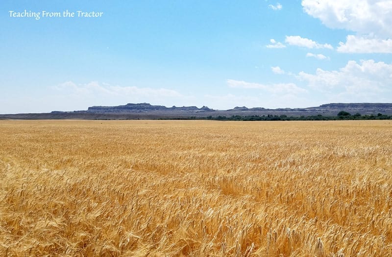 Barley