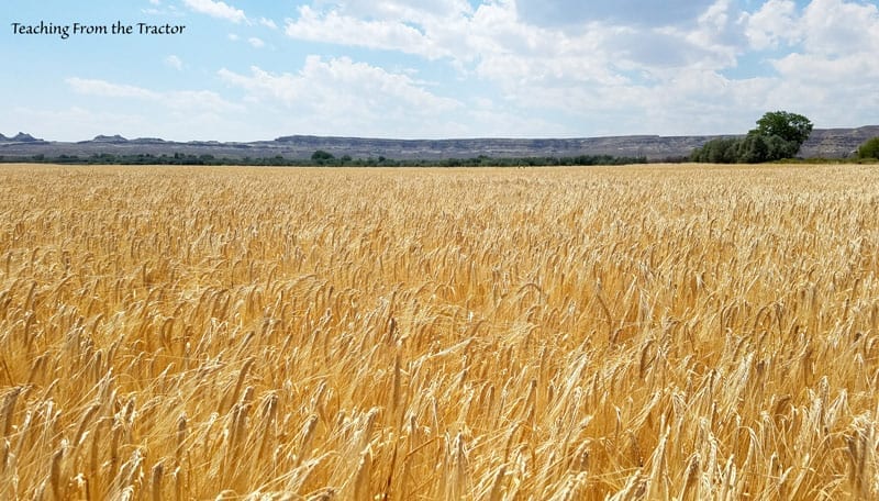 barley
