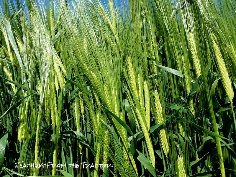 Barley