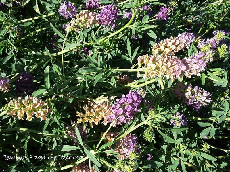 Alfalfa Seed