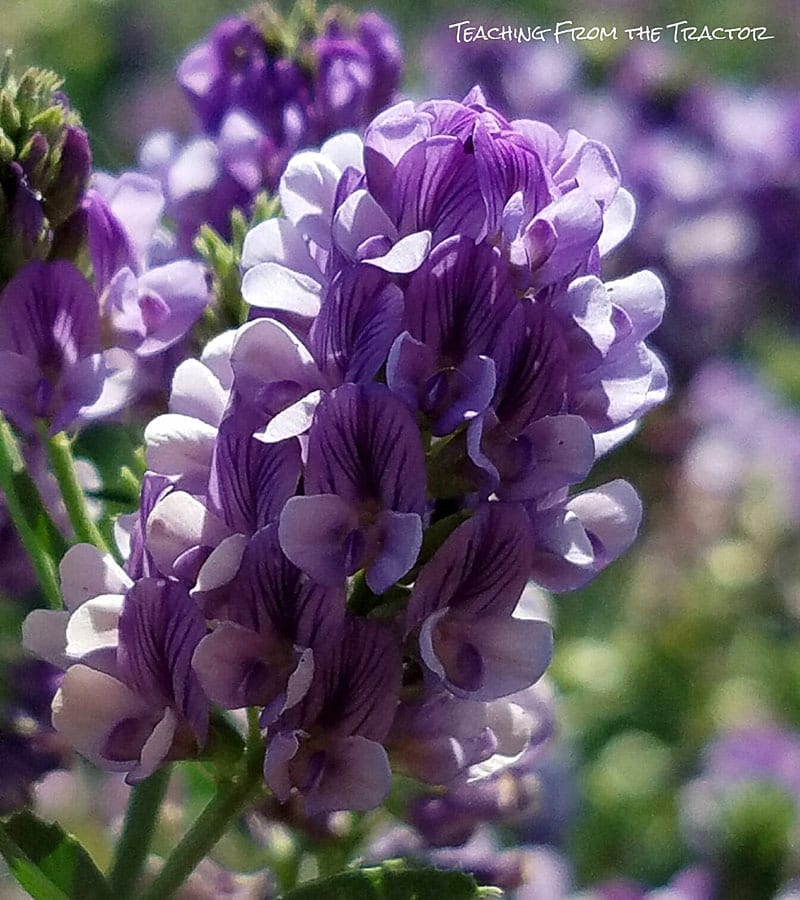 Alfalfa Seed