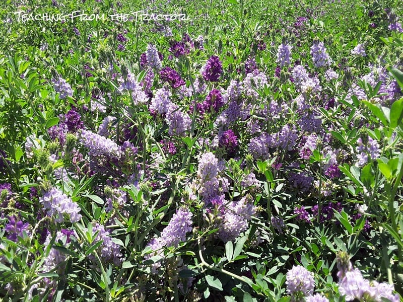 Alfalfa Seed- 2016 Crop Update