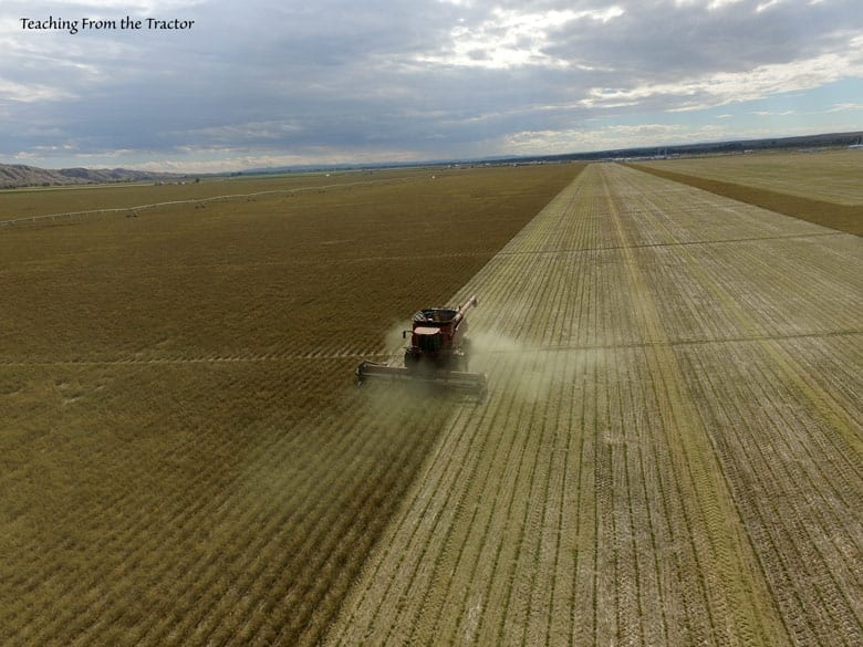2016 Alfalfa Seed Harvest