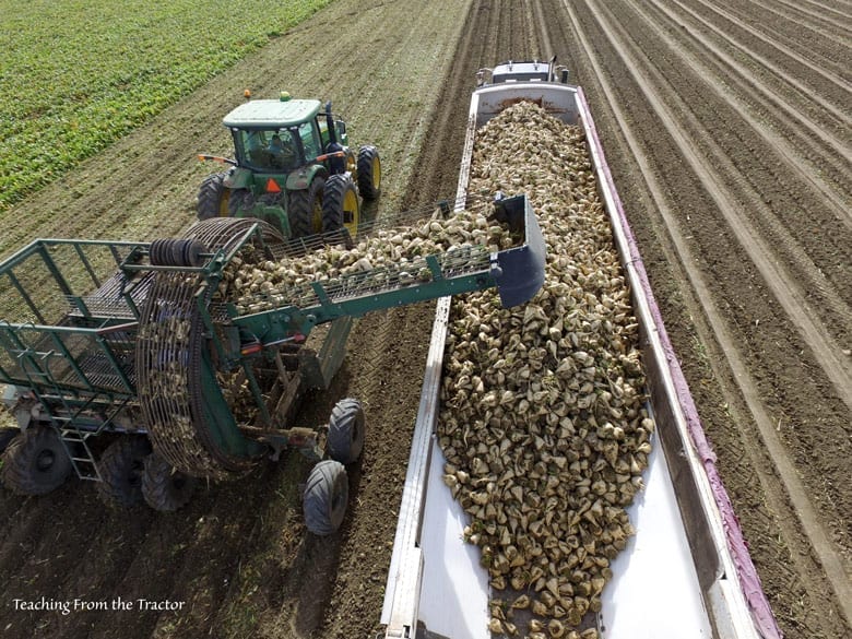 2016 Sugar beet harvest