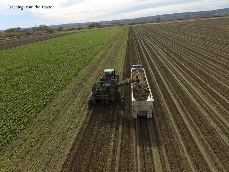 2016 Sugar beet harvest