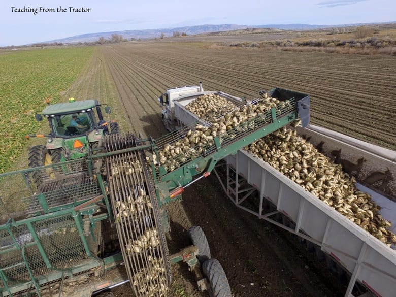 2016 Sugar beet harvest