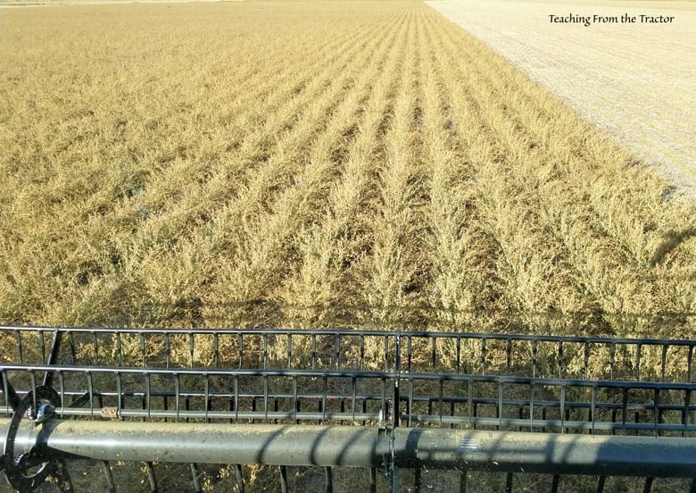 2016 Alfalfa Seed Harvest