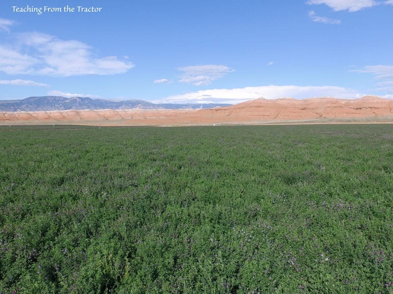 Alfalfa Seed