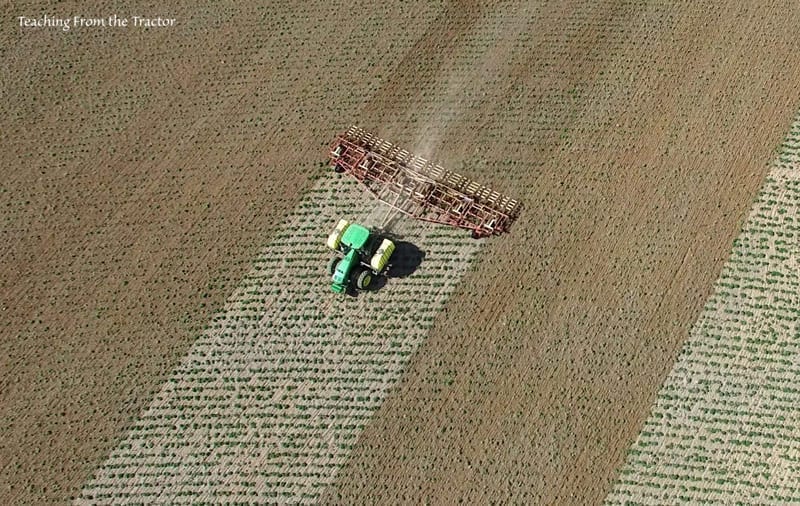 Field cultivating alfalfa seed crop