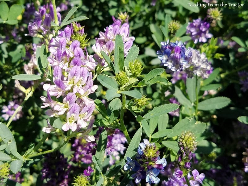 Alfalfa blooms