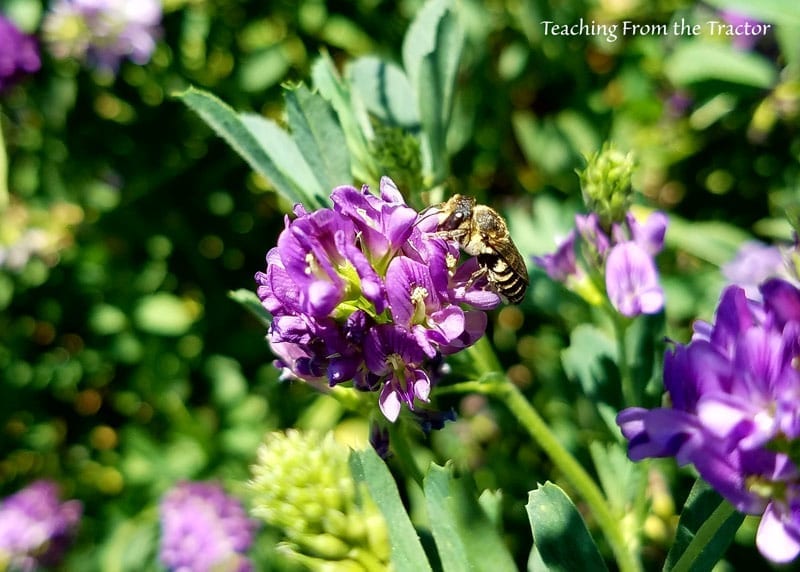 Alfalfa crop being pollinated by a leaf cutter bee