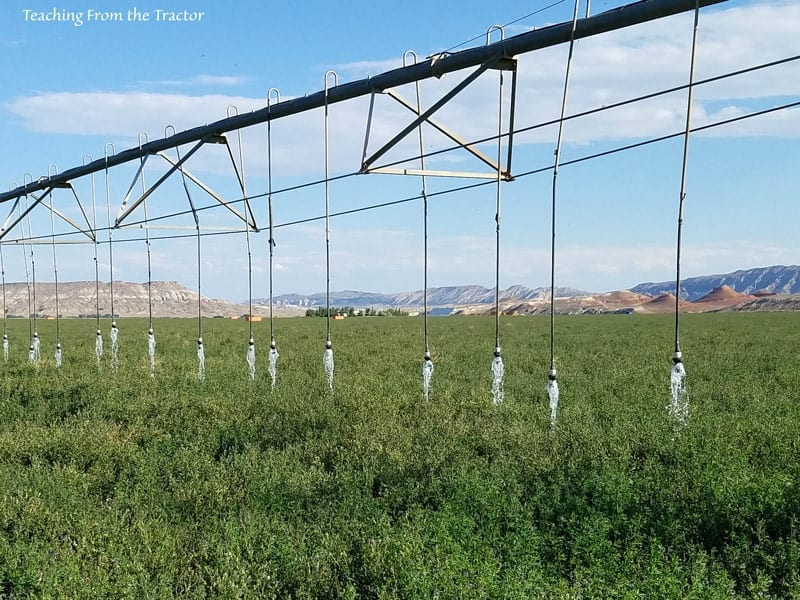 Irrigating alfalfa seed crop