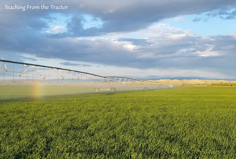 Irrigating barley crop