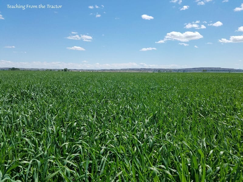 Malt Barley