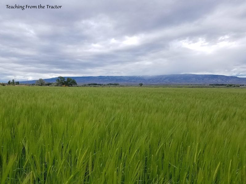 Malt Barley