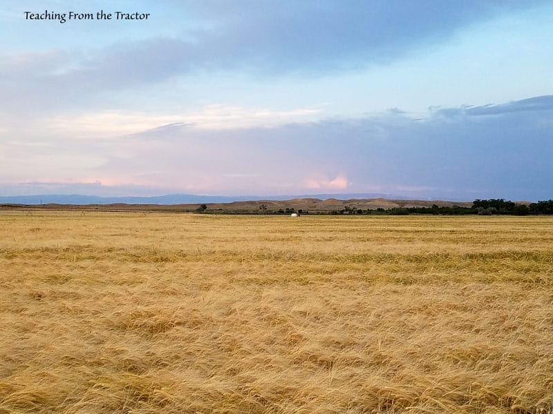 Malt Barley