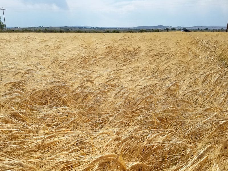 Malt Barley