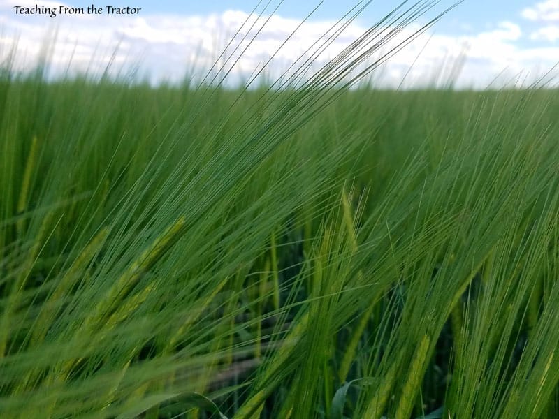Malt Barley