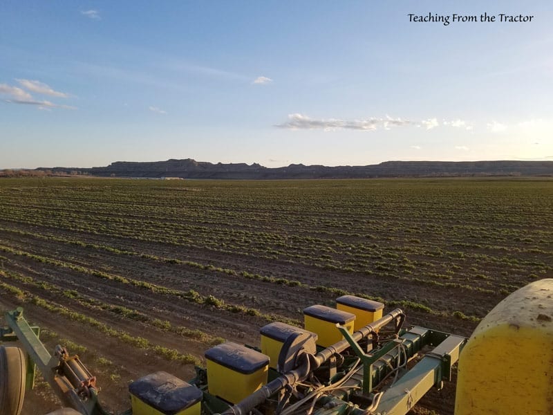 planting crops- sugar beets