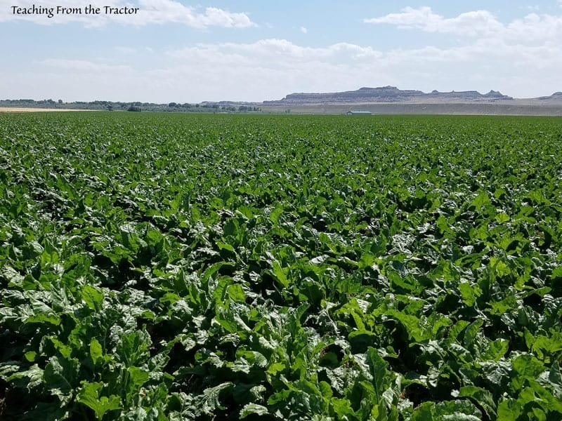 Sugar Beets