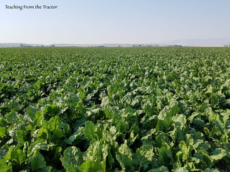 Sugar Beets