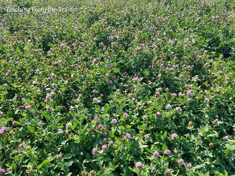 Clover Seed