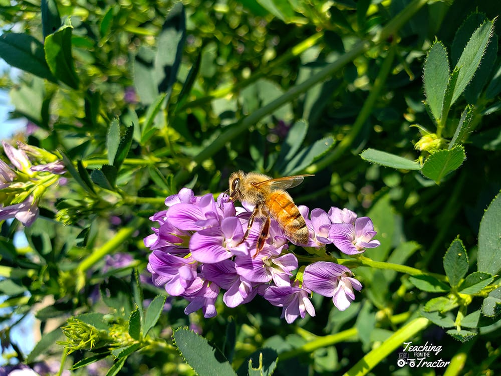 Honey bee on alfalfa