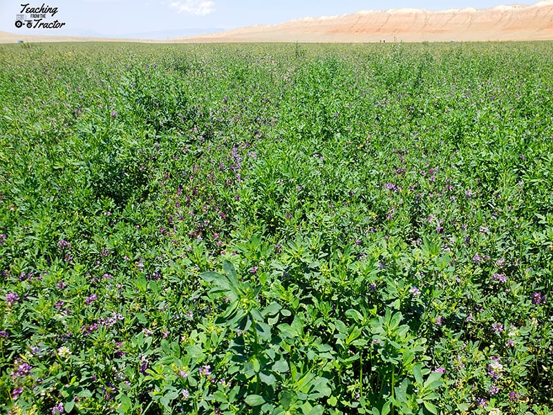 Alfalfa seed field- 2018 crop year