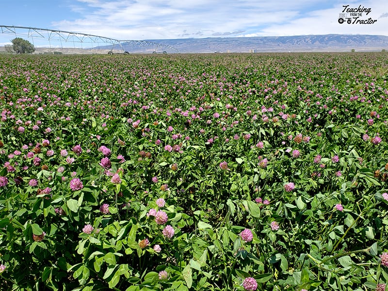 Clover Seed Field 2018 crop year