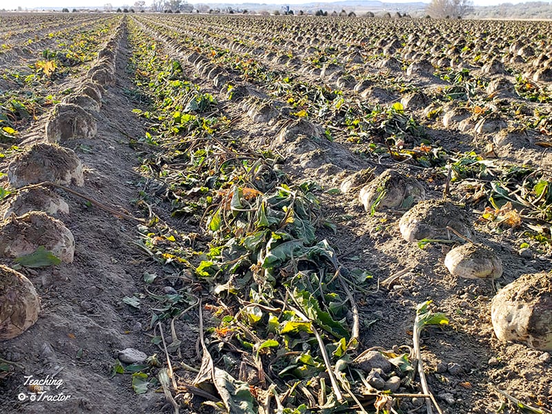 Sugar Beets after defoliated