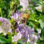 Honey bee on alfalfa 2018 crop