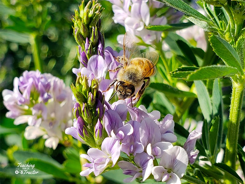 Honey bee on alfalfa 2018 crop